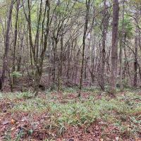35.3 Acres Land for Sale Amite County MS images 2