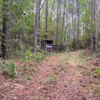35.3 Acres Land for Sale Amite County MS images 3