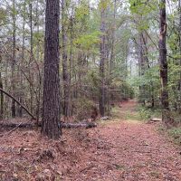 35.3 Acres Land for Sale Amite County MS images 4