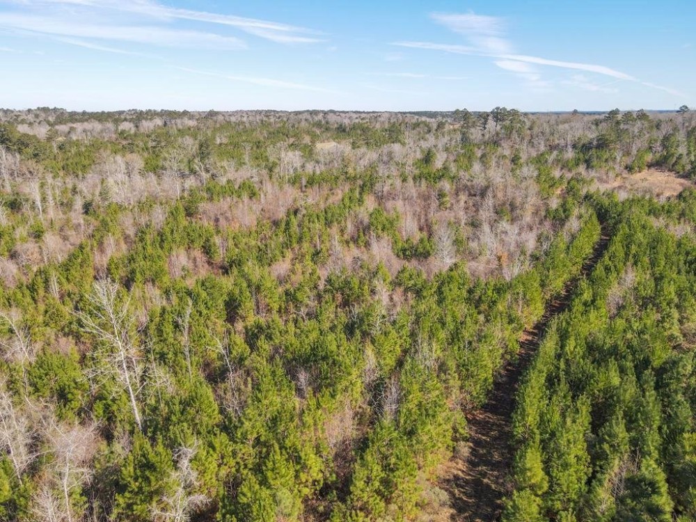 800 Acres Wilkinson County Hunting Land For Sale SW MS featured image