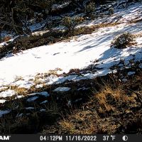 COYOTE 160 images 2
