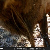 COYOTE 160 images 3