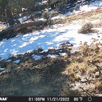 COYOTE 160 images 4