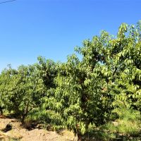 Hulteen Orchards images 4