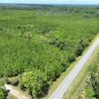 392-acre timber hunting tract in Brantley County images 2