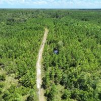 392-acre timber hunting tract in Brantley County images 3