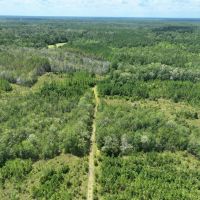 392-acre timber hunting tract in Brantley County images 4