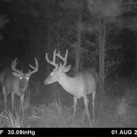 392-acre timber hunting tract in Brantley County images 5