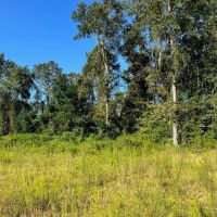 173 - Acres for Sale in Southwest Mississippi images 4