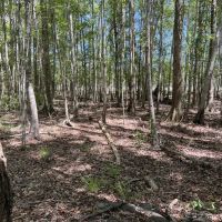 Long County Jones Creek Tract images 4