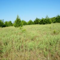 110 Acre Hunting Land with Creek in Pawnee County images 2