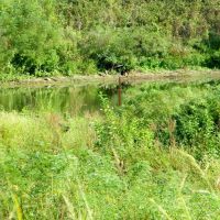 110 Acre Hunting Land with Creek in Pawnee County images 3
