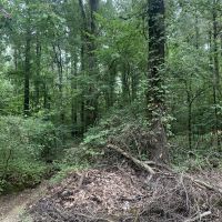 AR - Chicot 188 ac - images 3