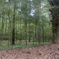 AR - Chicot 188 ac - images 4