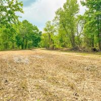 Hunting land for sale in Port Gibson MS images 3