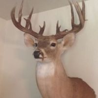 Archer County West- 3014 acres of great whitetail hunting
