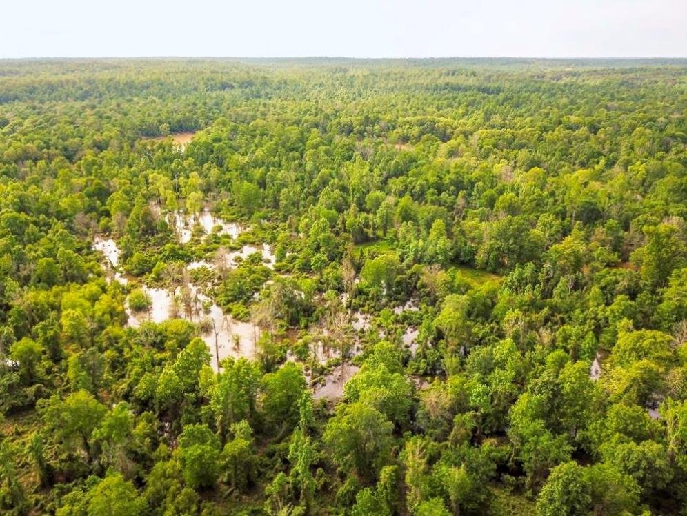 Land for Sale on the Big Black River Claiborne County MS featured image