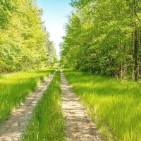 Land for Sale on the Big Black River Claiborne County MS images 3