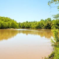 Land for Sale on the Big Black River Claiborne County MS images 4