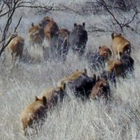 80,000 acres of Ranch Land for hunting