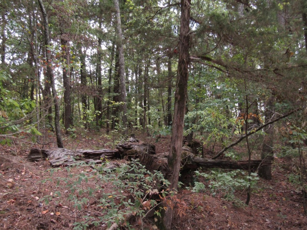Recreational Honey Hunting Hole on Tram Road Choctaw County OK featured image
