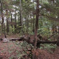 Recreational Honey Hunting Hole on Tram Road Choctaw County OK