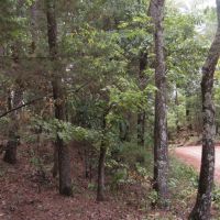 Recreational Honey Hunting Hole on Tram Road Choctaw County OK images 2