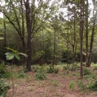 Recreational Honey Hunting Hole on Tram Road Choctaw County OK images 3