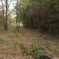 Recreational Honey Hunting Hole on Tram Road Choctaw County OK images 4