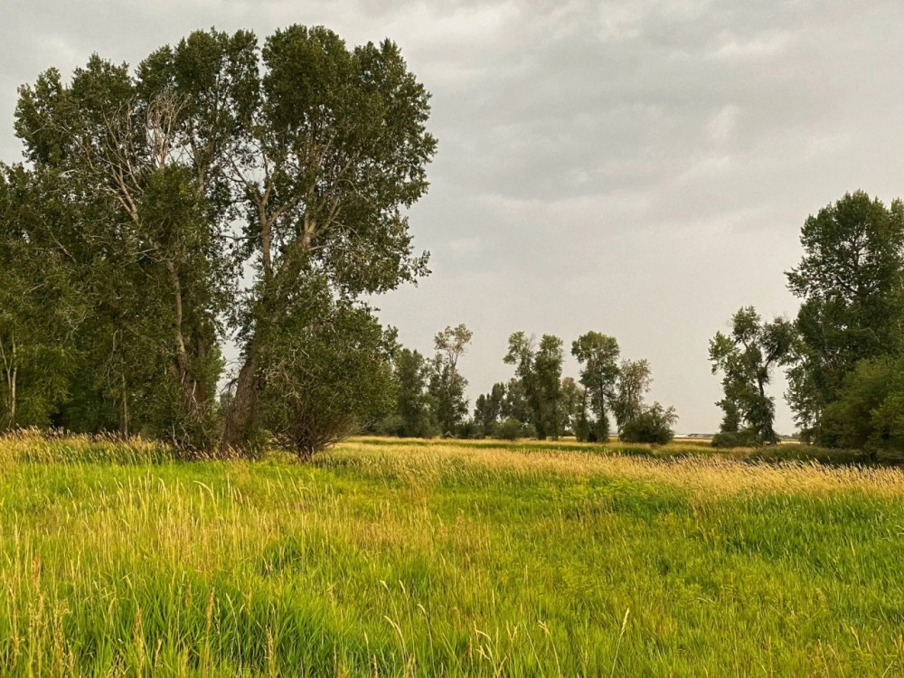 East Gallatin River Reserve featured image