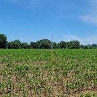 320 AC CATTLE AG FARM. HARDWOODS. DEER TURKEY DUCK 8 MINUTES FROM DOWNTOWN images 2