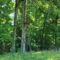 320 AC CATTLE AG FARM. HARDWOODS. DEER TURKEY DUCK 8 MINUTES FROM DOWNTOWN images 3