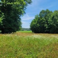 320 AC CATTLE AG FARM. HARDWOODS. DEER TURKEY DUCK 8 MINUTES FROM DOWNTOWN images 4