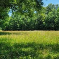 320 AC CATTLE AG FARM. HARDWOODS. DEER TURKEY DUCK 8 MINUTES FROM DOWNTOWN images 5
