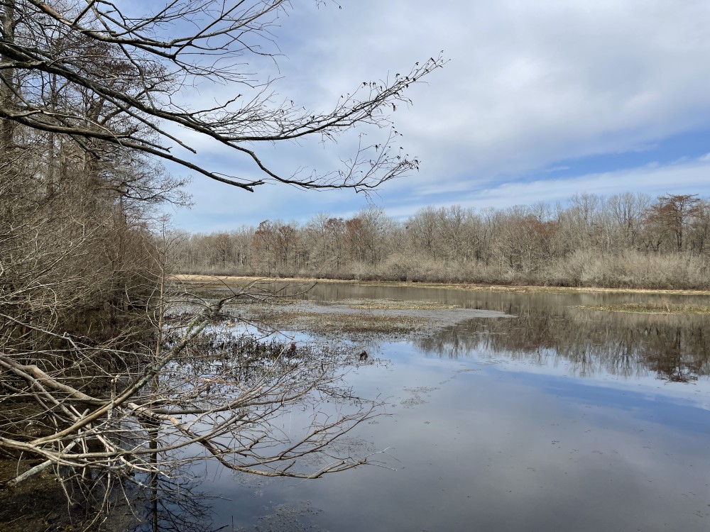 LA - Catahoula 218 acres - featured image