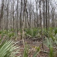 LA - Catahoula 218 acres - images 3