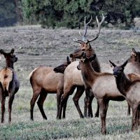 Forest Park Ranch images 2