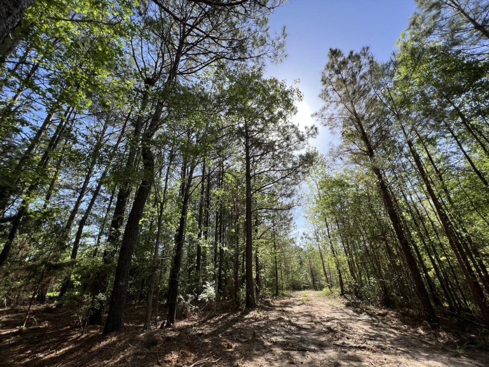 55 Acres Land for Sale Lincoln Parish LA featured image