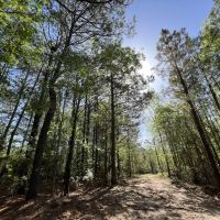 55 Acres Land for Sale Lincoln Parish LA