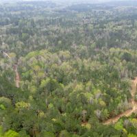 55 Acres Land for Sale Lincoln Parish LA images 2