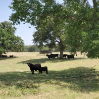 79.78 Ac Cattle Ranch Weatherford Texas 76087 images 2