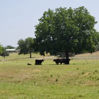 79.78 Ac Cattle Ranch Weatherford Texas 76087 images 4
