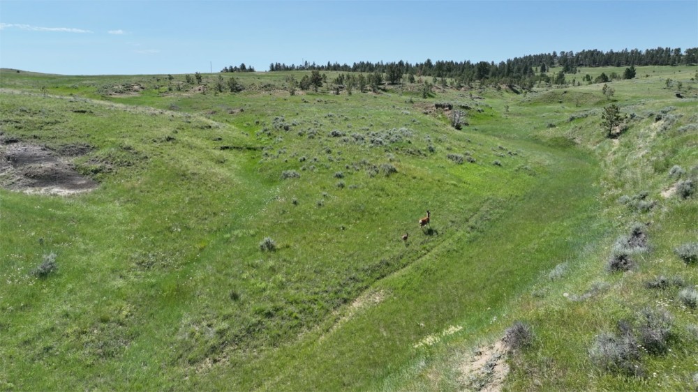 Weed Creek Ranch featured image