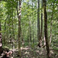 REDUCED 5 acres of Rural Residential and Recreational Land For Sale in Appommattox County VA images 2