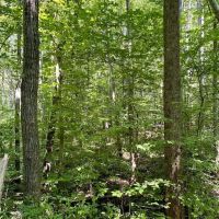REDUCED 5 acres of Rural Residential and Recreational Land For Sale in Appommattox County VA images 3