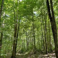 REDUCED 5 acres of Rural Residential and Recreational Land For Sale in Appommattox County VA images 4