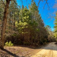 55 Acres Paces Creek T3076-10