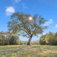 Stone Bridge Farms 70 beautiful acres on the Cumberland River located in Smith County Tennessee images 4