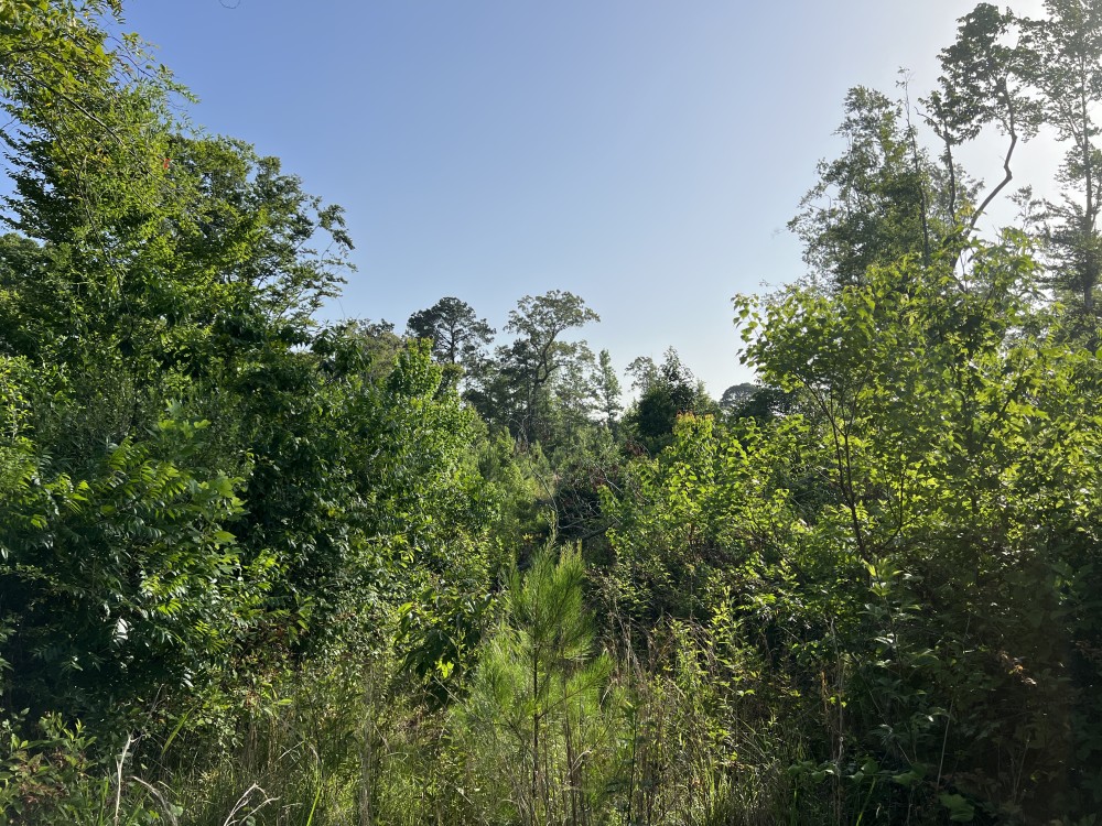LA - Caldwell 79.64 acres - featured image