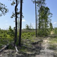 LA - Caldwell 79.64 acres - images 2